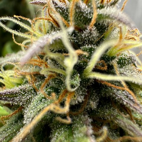 Northern Lights Automatic growlog timeline photo