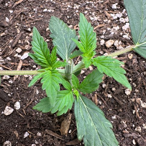 Cookie #2 growlog timeline photo