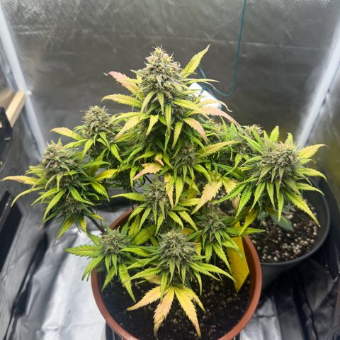 Northern Lights Automatic growlog timeline photo