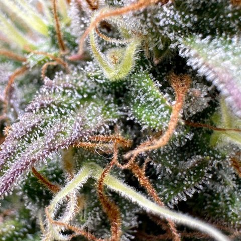 Northern Lights Automatic growlog timeline photo