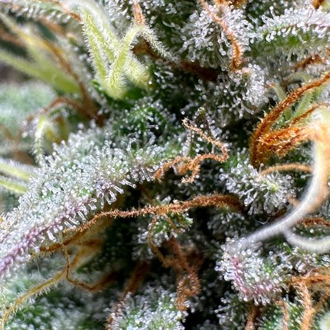 Northern Lights Automatic growlog timeline photo