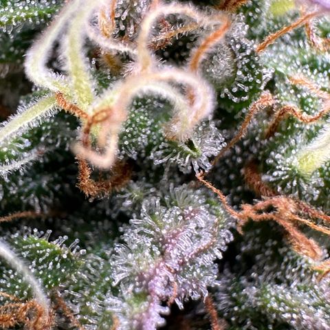Northern Lights Automatic growlog timeline photo