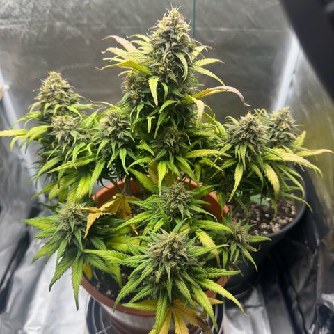 Northern Lights Automatic growlog timeline photo