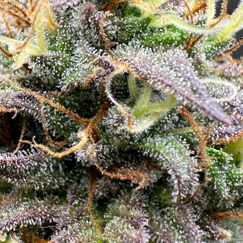 Northern Lights Automatic growlog timeline photo