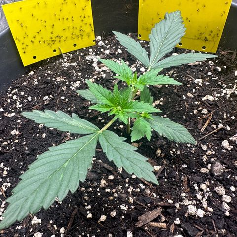 Cookie #2 growlog timeline photo