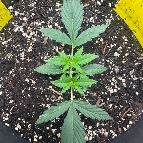 Cookie #2 growlog timeline photo