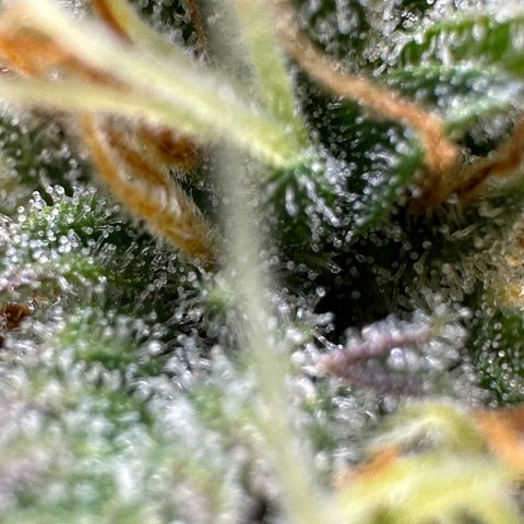 Northern Lights Automatic growlog timeline photo