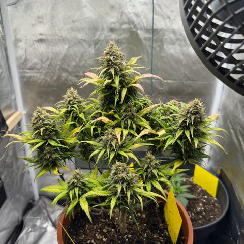 Northern Lights Automatic growlog timeline photo