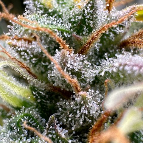 Northern Lights Automatic growlog timeline photo