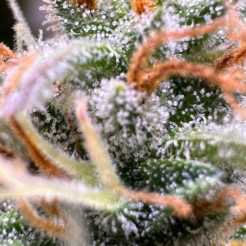 Northern Lights Automatic growlog timeline photo