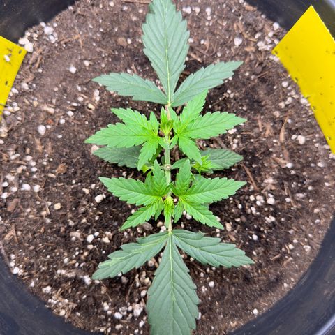 Cookie #2 growlog timeline photo