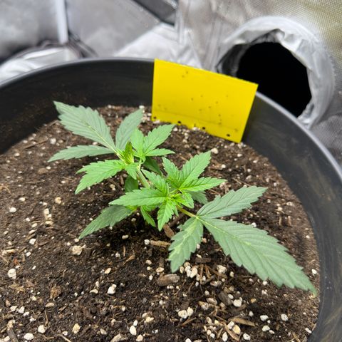 Cookie #2 growlog timeline photo