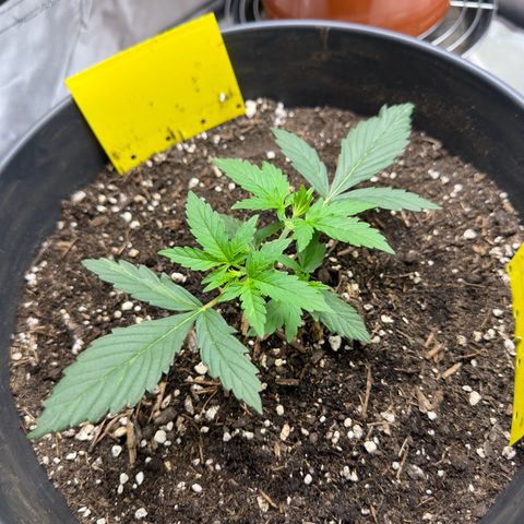 Cookie #2 growlog timeline photo