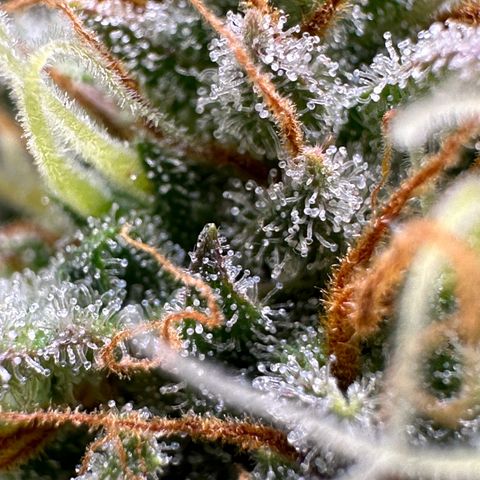 Northern Lights Automatic growlog timeline photo