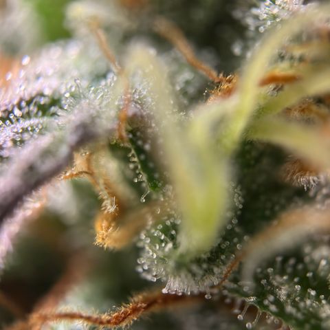 Northern Lights Automatic growlog timeline photo
