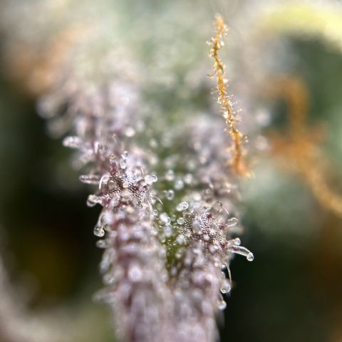 Northern Lights Automatic growlog timeline photo