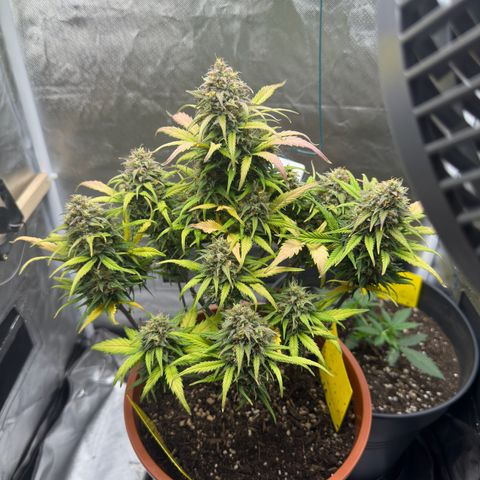 Northern Lights Automatic growlog timeline photo