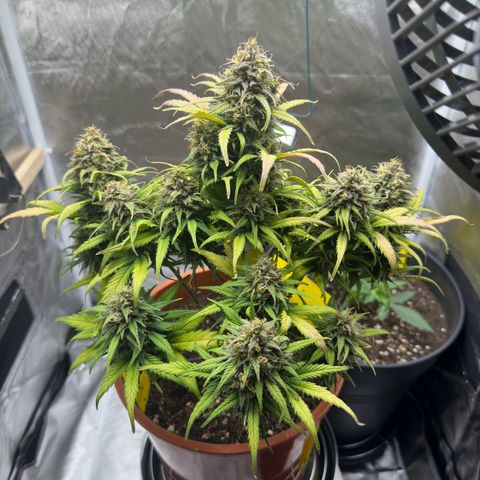 Northern Lights Automatic growlog timeline photo