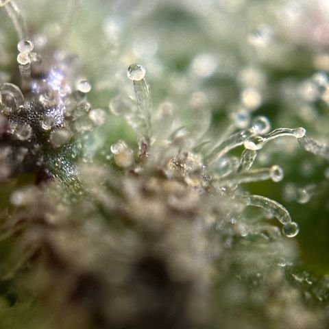 Northern Lights Automatic growlog timeline photo