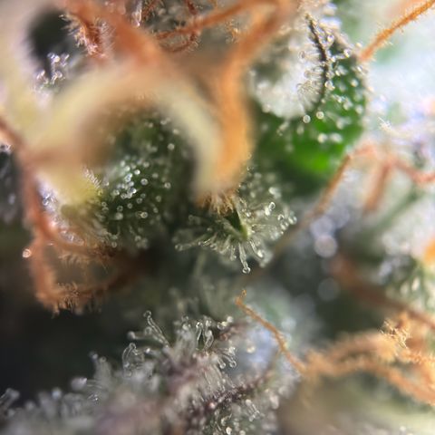 Northern Lights Automatic growlog timeline photo