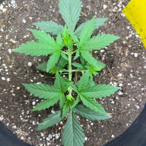 Cookie #2 growlog timeline photo