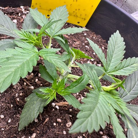 Cookie #2 growlog timeline photo