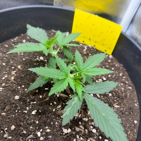 Cookie #2 growlog timeline photo