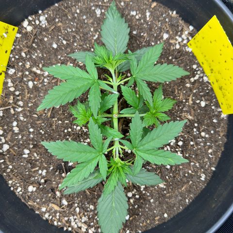 Cookie #2 growlog timeline photo