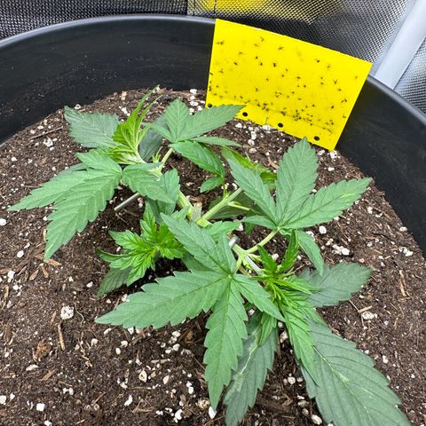 Cookie #2 growlog timeline photo