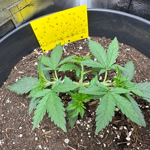 Cookie #2 growlog timeline photo