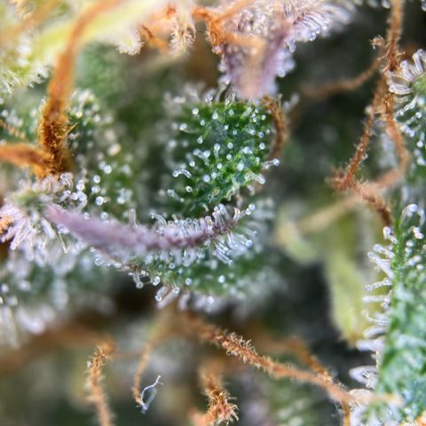 Northern Lights Automatic growlog timeline photo