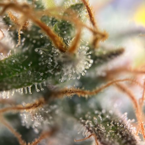 Northern Lights Automatic growlog timeline photo