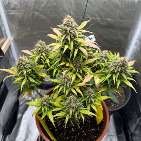 Northern Lights Automatic growlog timeline photo