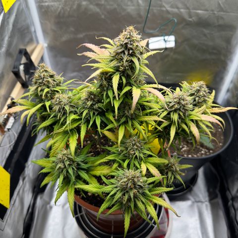 Northern Lights Automatic growlog timeline photo
