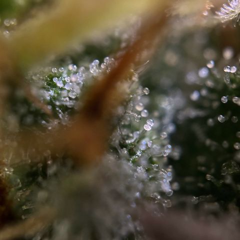 Northern Lights Automatic growlog timeline photo