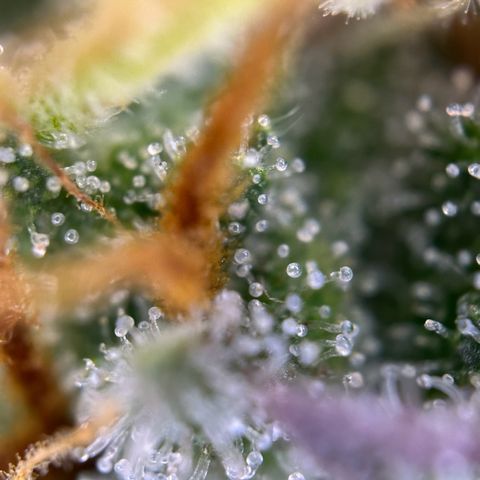 Northern Lights Automatic growlog timeline photo