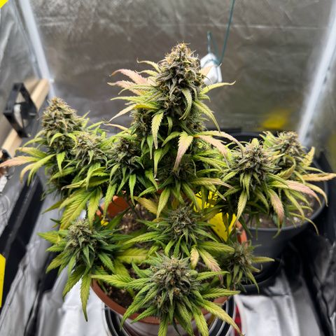 Northern Lights Automatic growlog timeline photo
