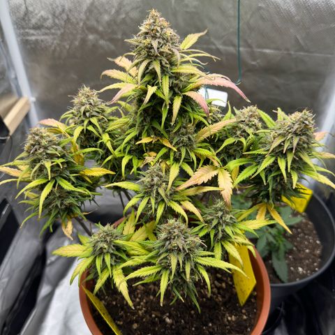 Northern Lights Automatic growlog timeline photo