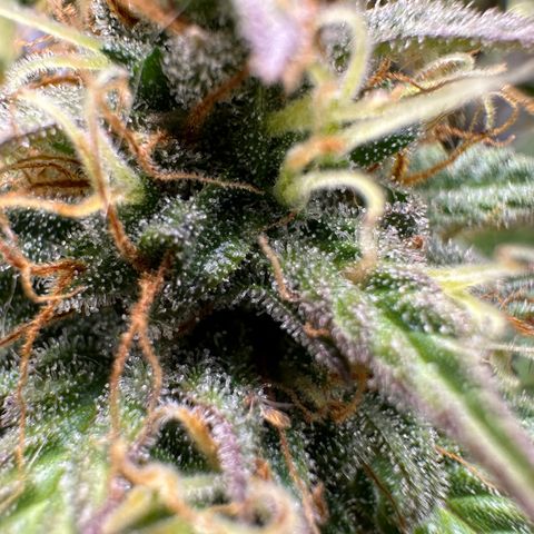 Northern Lights Automatic growlog timeline photo