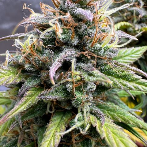 Northern Lights Automatic growlog timeline photo