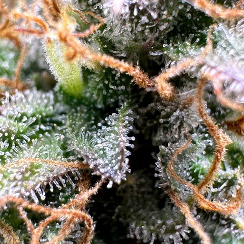 Northern Lights Automatic growlog timeline photo