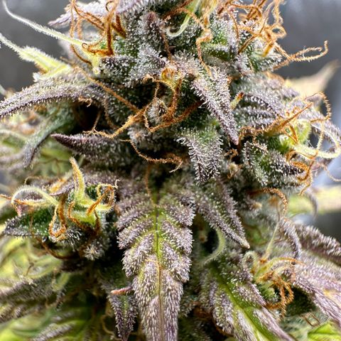 Northern Lights Automatic growlog timeline photo