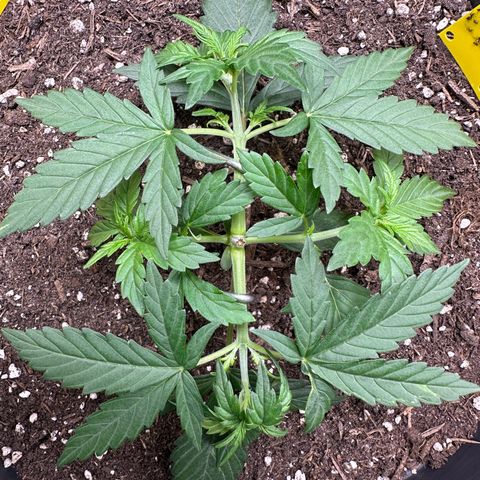 Cookie #2 growlog timeline photo