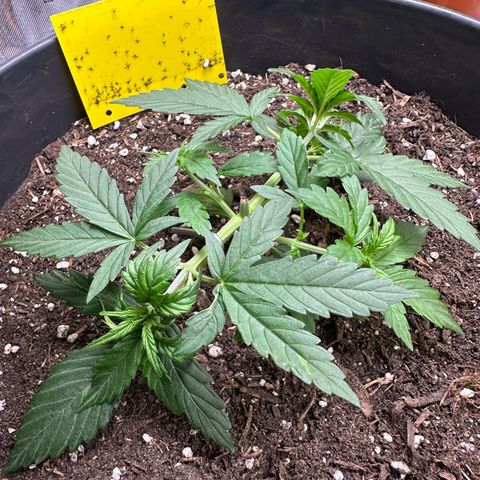 Cookie #2 growlog timeline photo