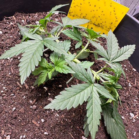 Cookie #2 growlog timeline photo