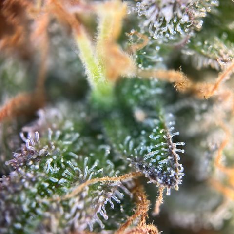 Northern Lights Automatic growlog timeline photo