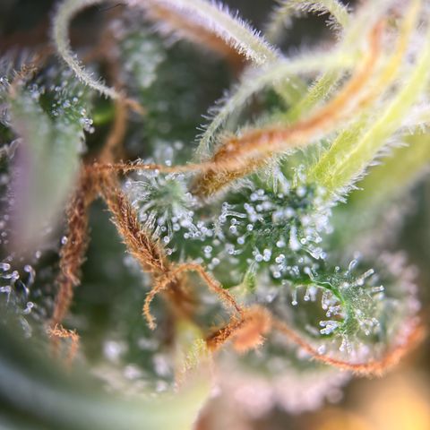 Northern Lights Automatic growlog timeline photo