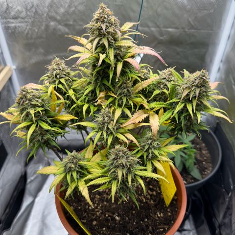 Northern Lights Automatic growlog timeline photo