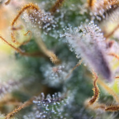 Northern Lights Automatic growlog timeline photo