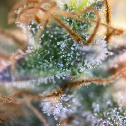 Northern Lights Automatic growlog timeline photo